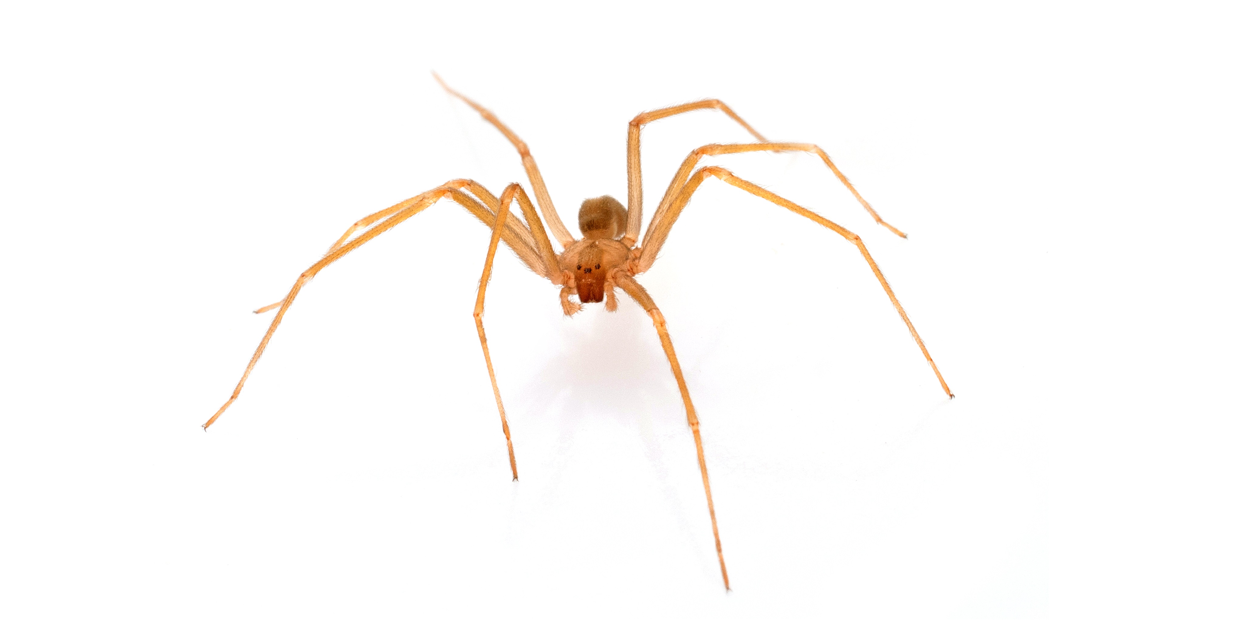 brown recluse nest