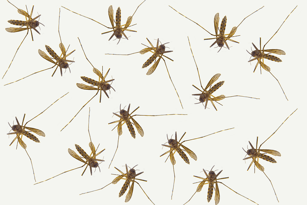 Do Dryer Sheets Really Repel Mosquitoes? Here's What, 52 OFF